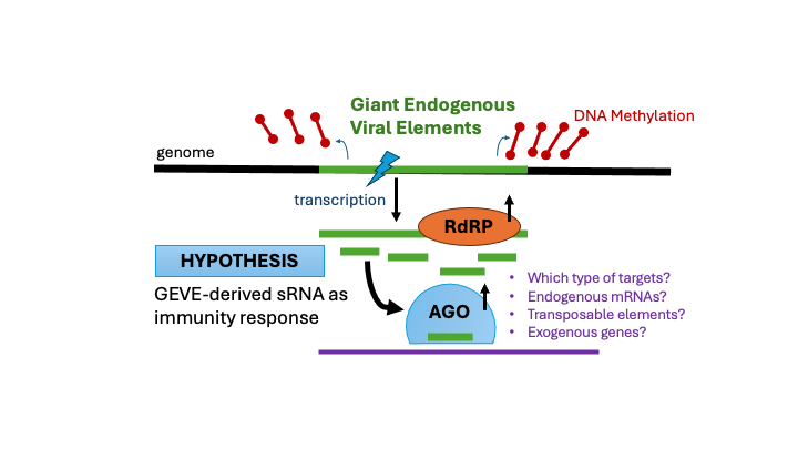 Overview of Amoebidium genome architecture